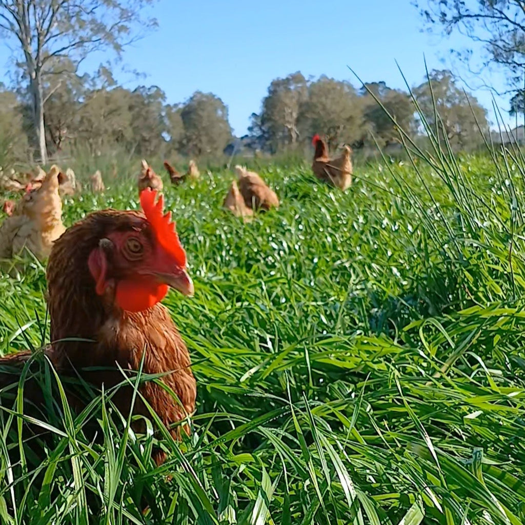 Chickens in a grassy field with a clear blue sky
